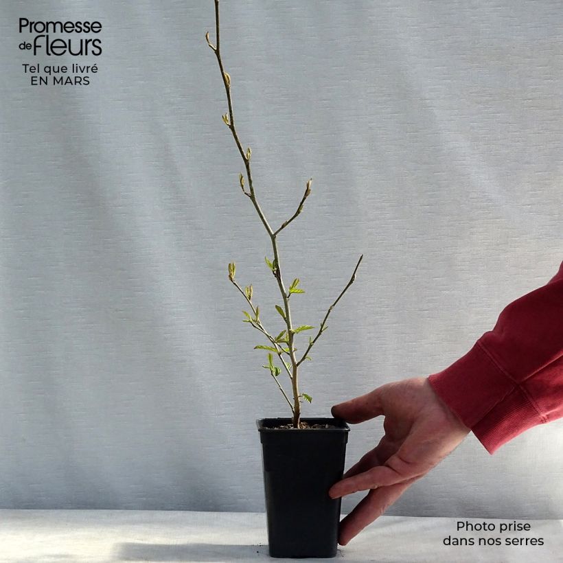 Parrotia persica Bella - Persian Ironwood 8/9 cm pot sample as delivered in winter