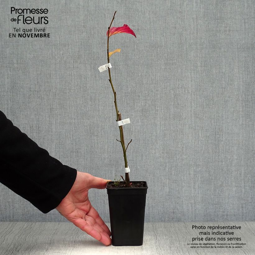 Parrotia persica Bella - Persian Ironwood 8/9 cm pot sample as delivered in autumn