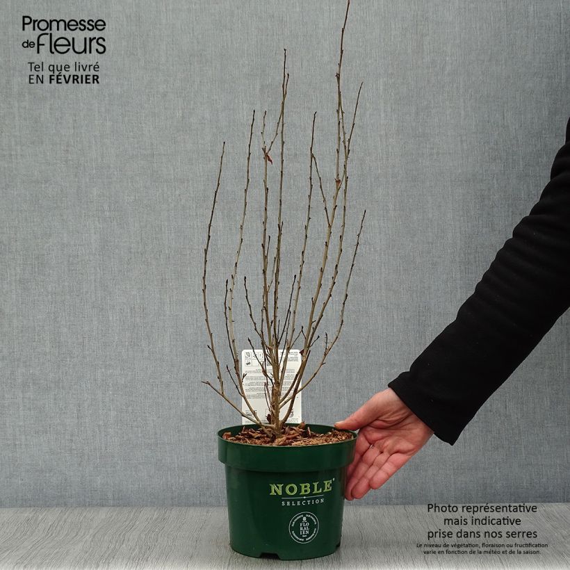 Parrotia persica Persian Spire - Persian Ironwood 3L/4L pot sample as delivered in winter