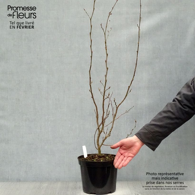 Parrotia persica Vanessa - Persian Ironwood 4L/5L pot sample as delivered in winter
