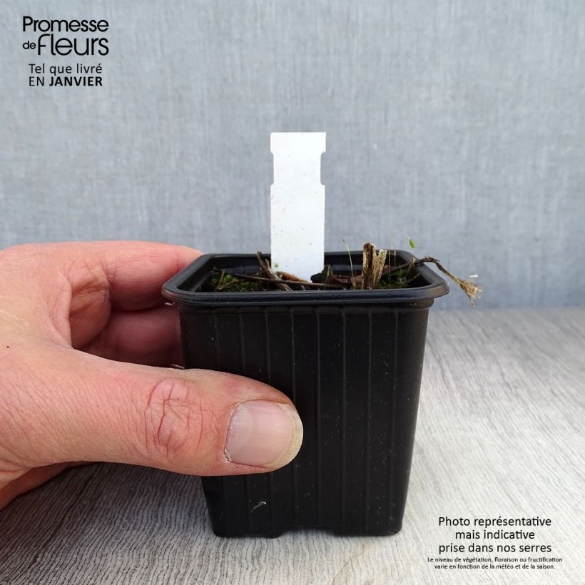 Parthenium integrifolium 8/9 cm pot sample as delivered in winter