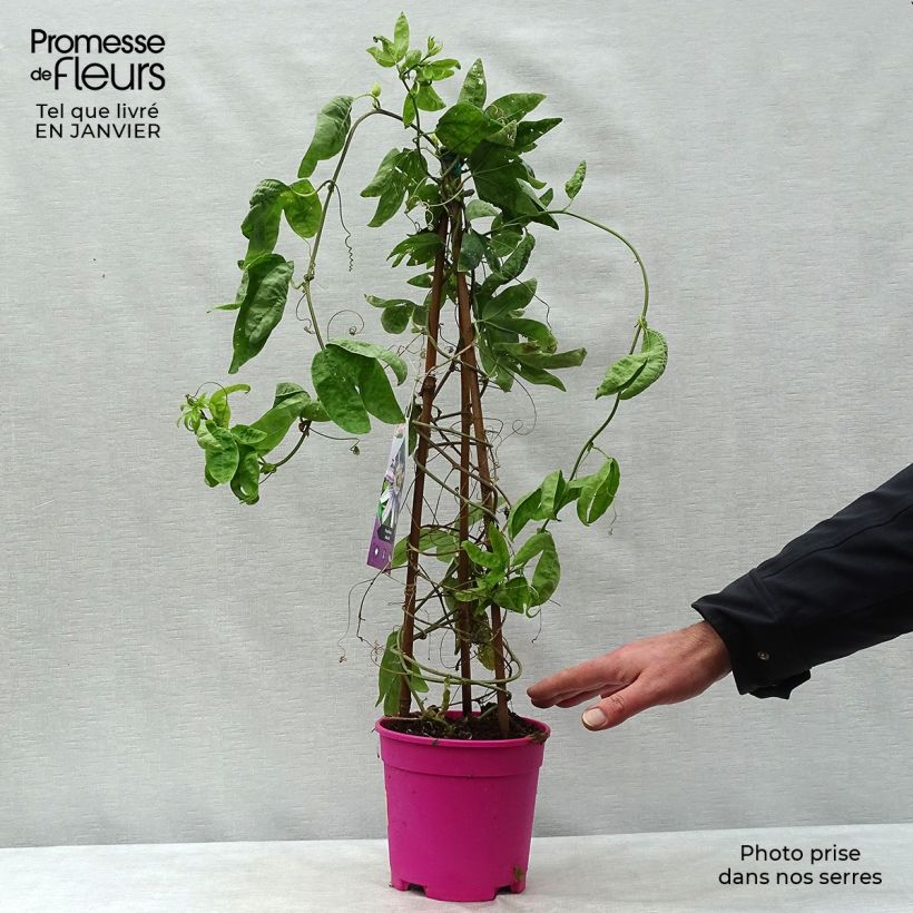 Passiflora allardii 2L/3L pot sample as delivered in winter