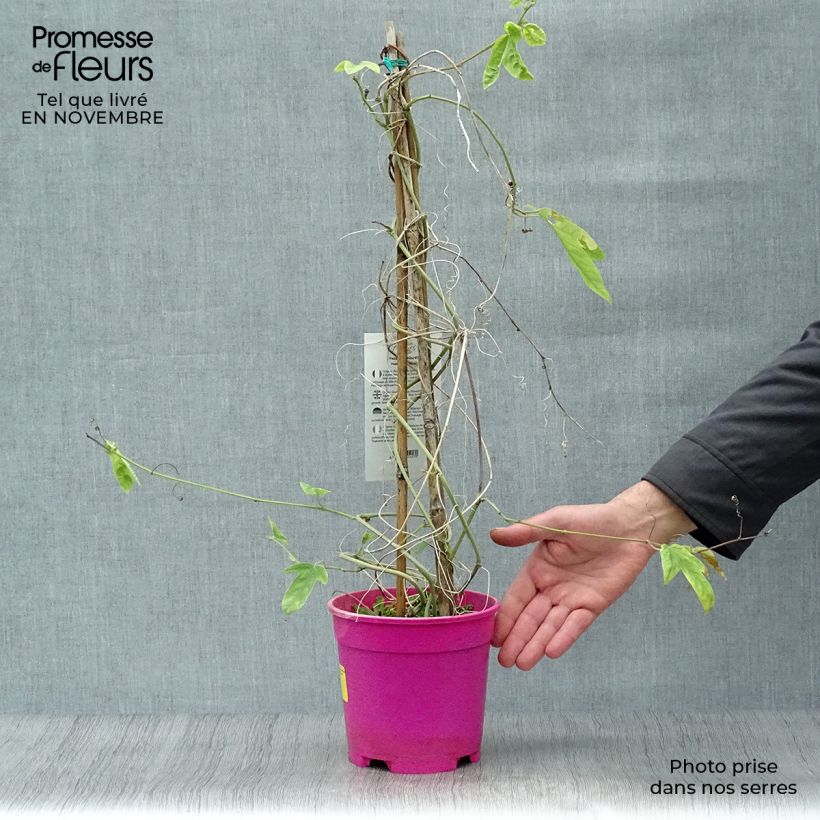 Passiflora allardii 2L/3L pot sample as delivered in autumn