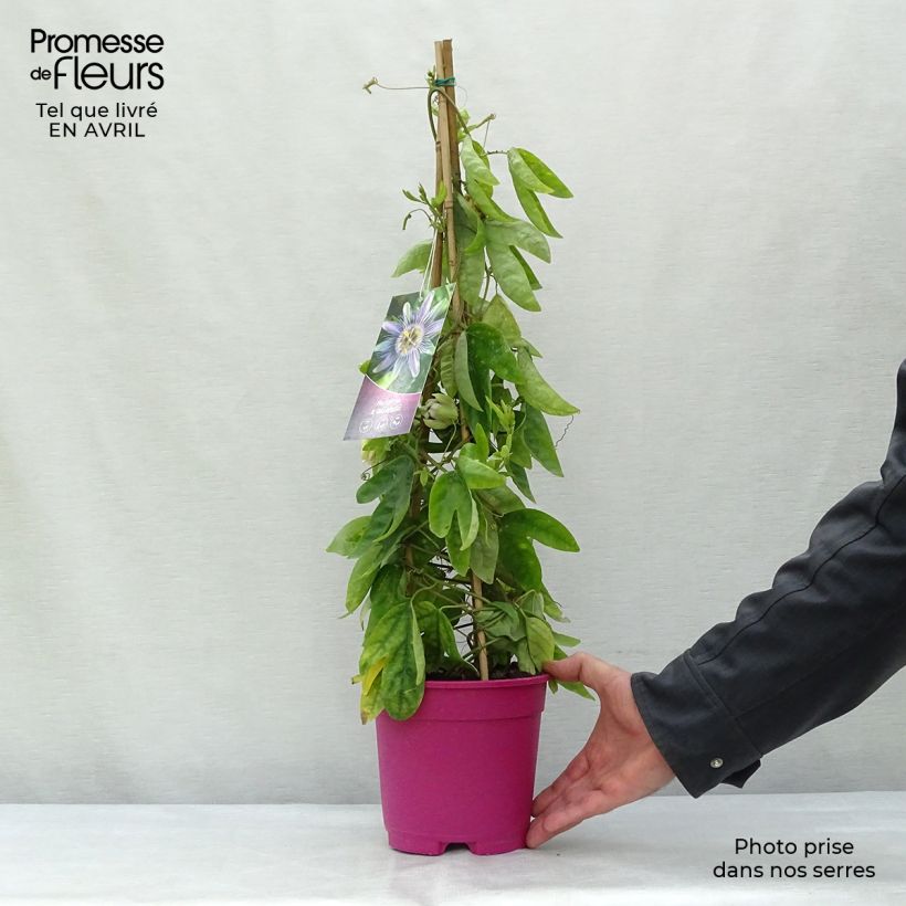 Passiflora allardii 2L/3L pot sample as delivered in spring