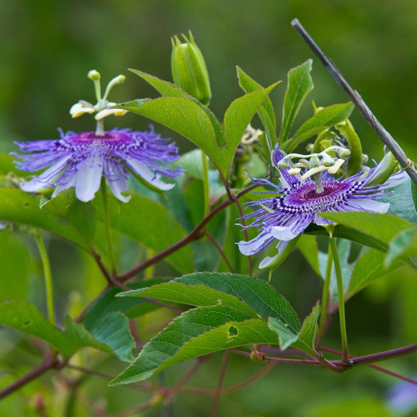 Passiflora incarnata- Passion Flower (Flowering)