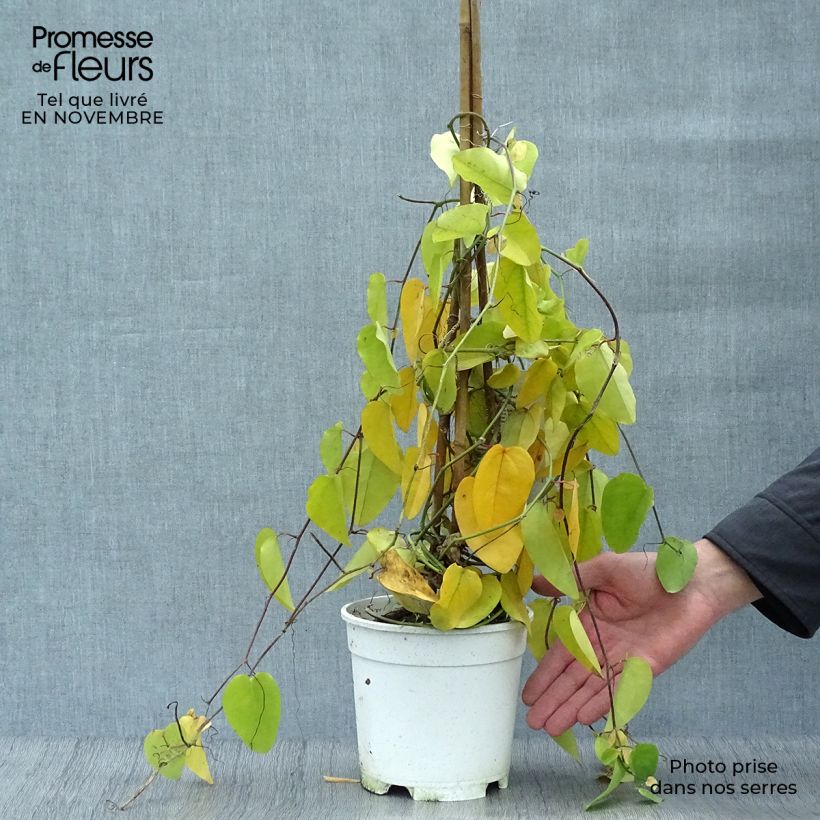 Passiflora mucronata- Passion Flower 2L/3L pot sample as delivered in autumn