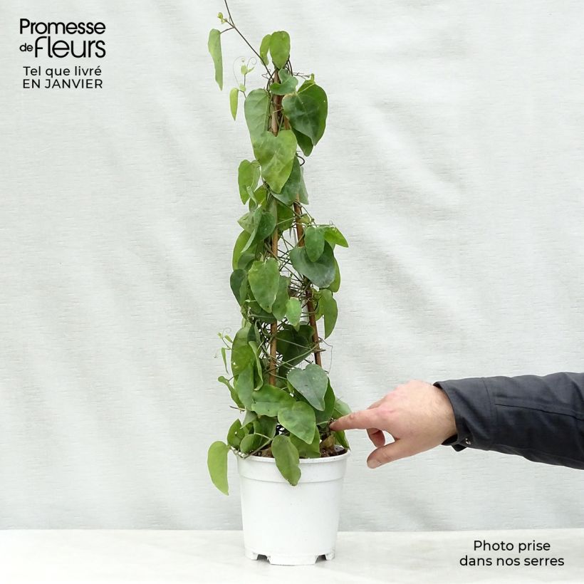 Passiflora mucronata- Passion Flower 2L/3L pot sample as delivered in winter