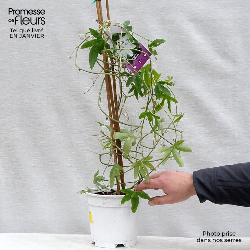 Passiflora subpeltata 2L/3L pot sample as delivered in winter