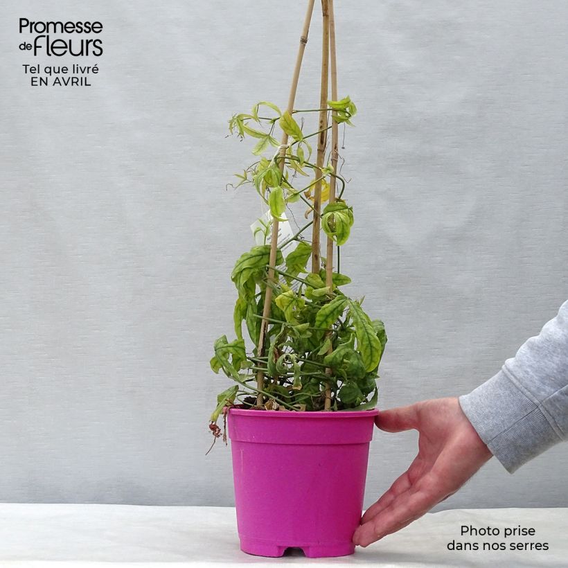 Passiflora Anastasia- Passion Flower 2L/3L pot sample as delivered in spring