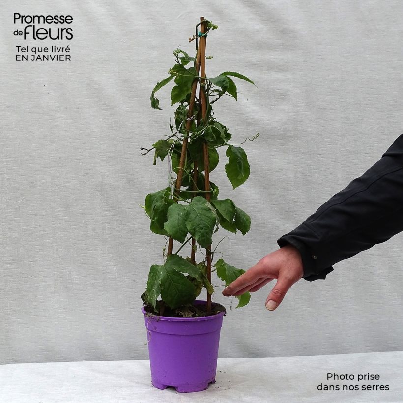 Passiflora Byron Beauty- Passion Flower 2L/3L pot sample as delivered in winter