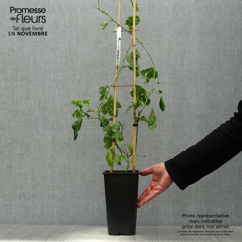 Passiflora Eia Popeia- Passion Flower 2L/3L pot sample as delivered in autumn
