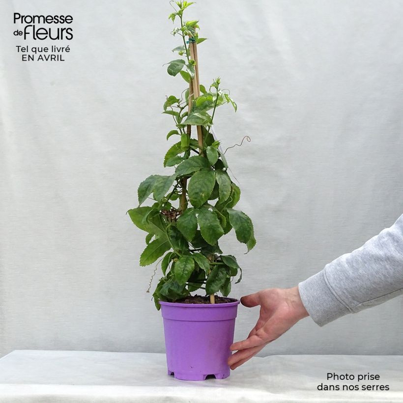 Passiflora Essenza- Passion Flower 2L/3L pot sample as delivered in spring