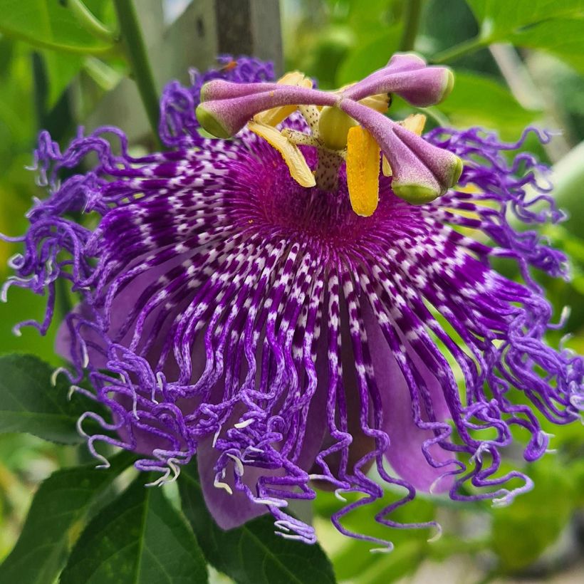 Passiflora Incense- Passion Flower (Flowering)