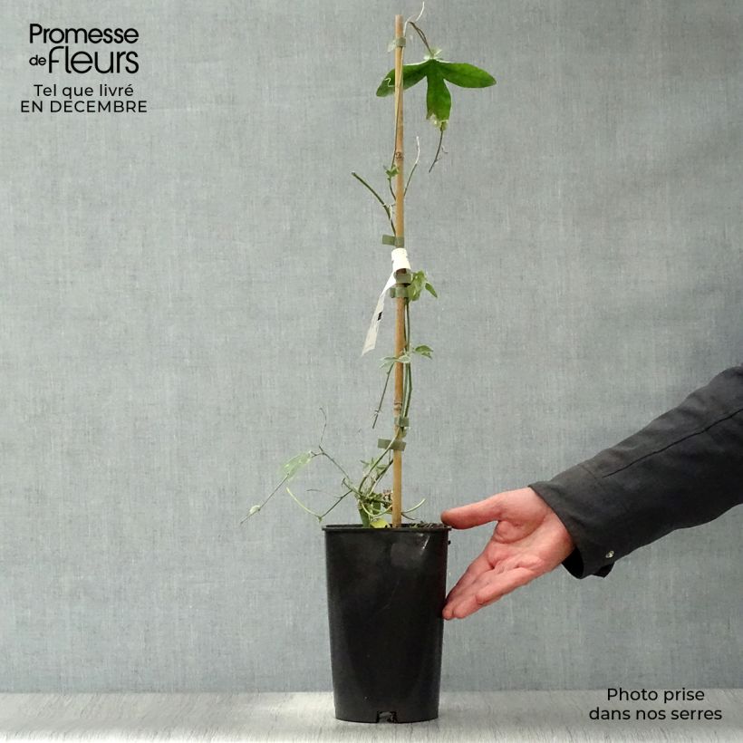 Passiflora Lady Betty Myles Young- Passion Flower 3L/4L pot sample as delivered in winter