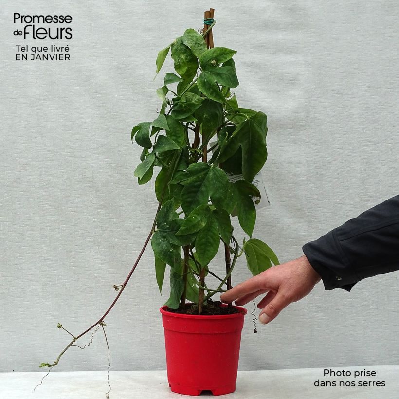 Passiflora Marijke - Passion Flower 2L/3L pot sample as delivered in winter