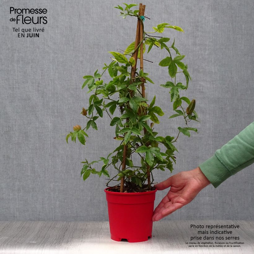 Passiflora Michael- Passion Flower 2L/3L pot sample as delivered in summer