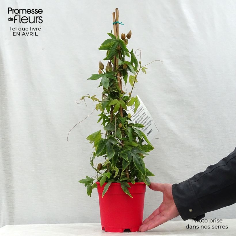 Passiflora Michael- Passion Flower 2L/3L pot sample as delivered in spring