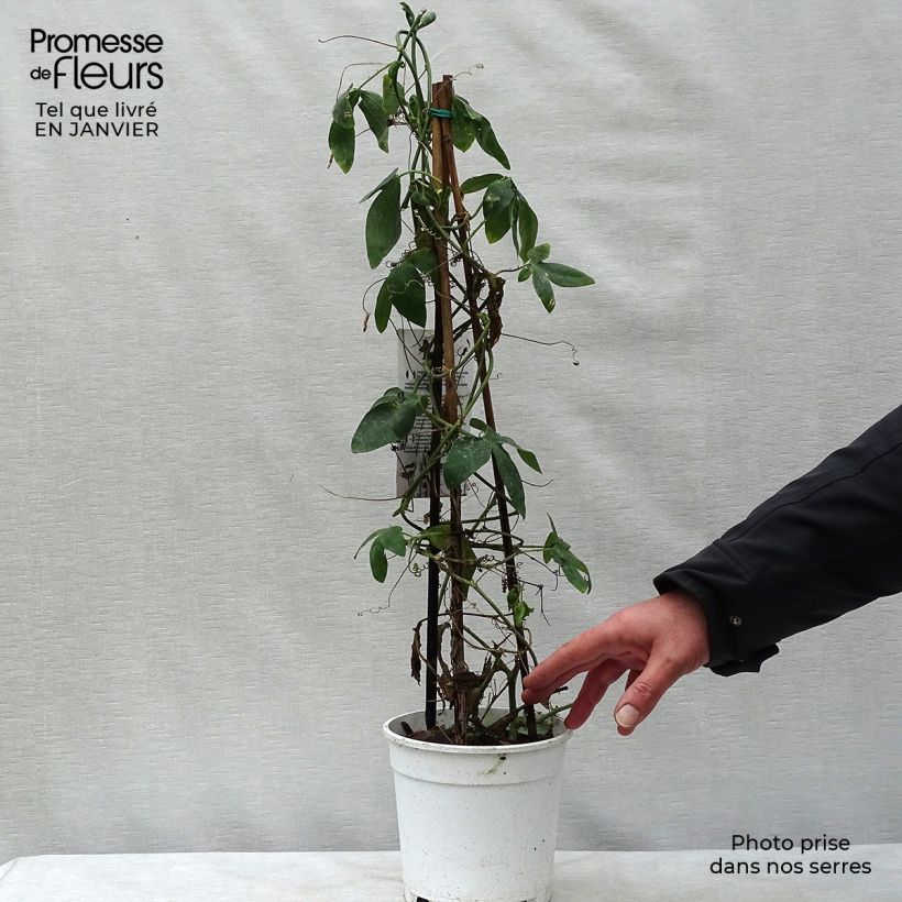 Passiflora Panda- Passion Flower 2L/3L pot sample as delivered in winter