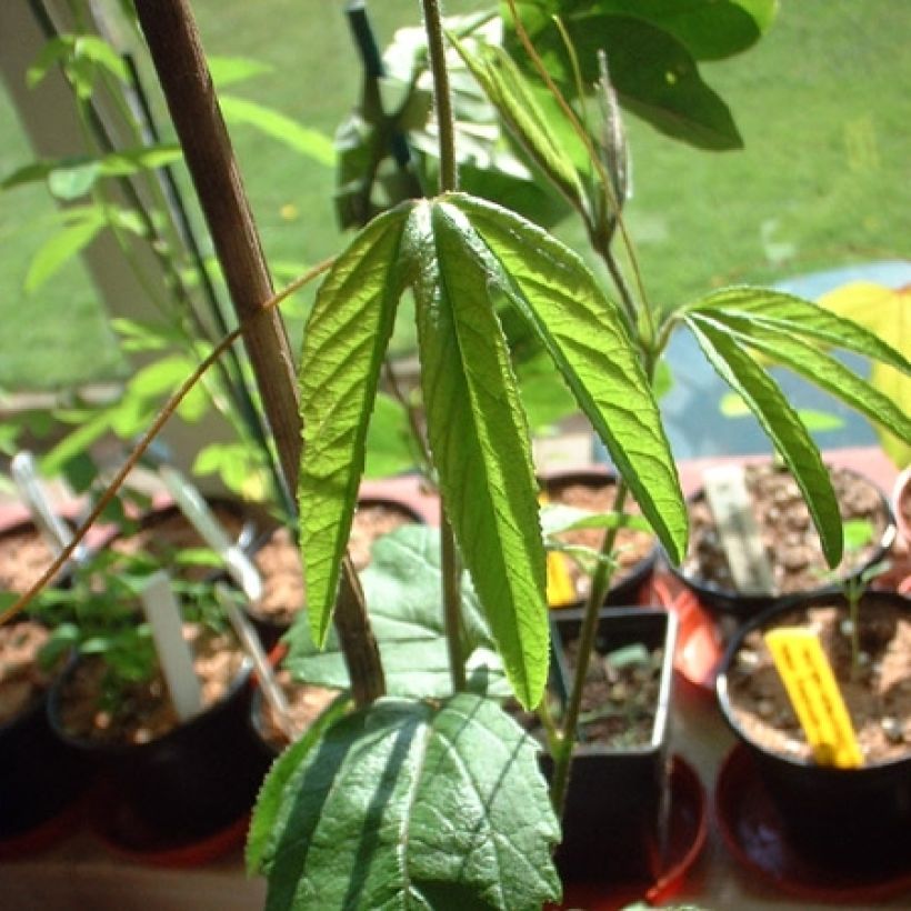 Passiflora Exoniensis- Passion Flower (Foliage)
