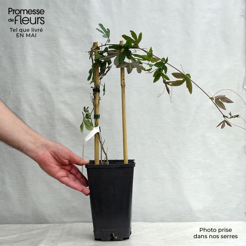 Passiflora Purple Passion- Passion Flower 2L/3L pot sample as delivered in spring