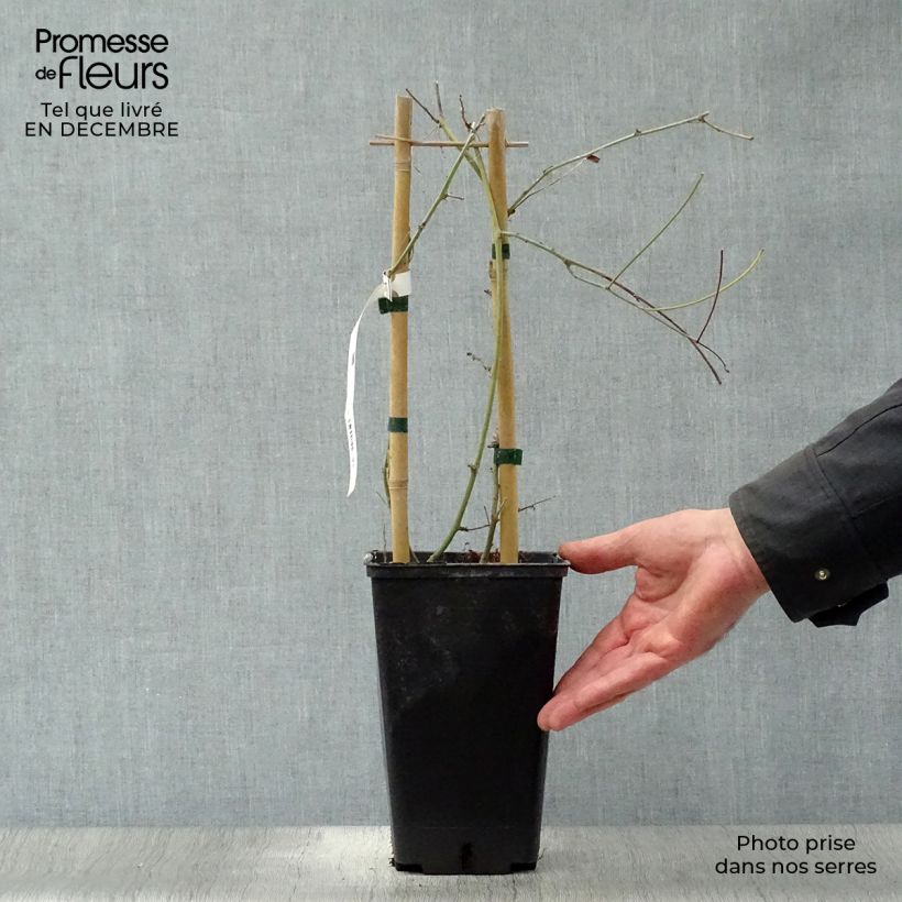 Passiflora Purple Passion- Passion Flower 2L/3L pot sample as delivered in winter