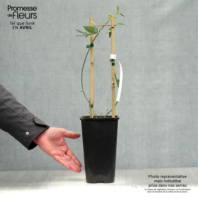 Passiflora Snow Queen- Passion Flower 2L/3L pot sample as delivered in spring