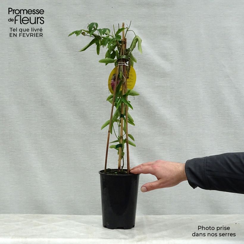 Passiflora Victoria- Passion Flower 2L/3L pot sample as delivered in winter