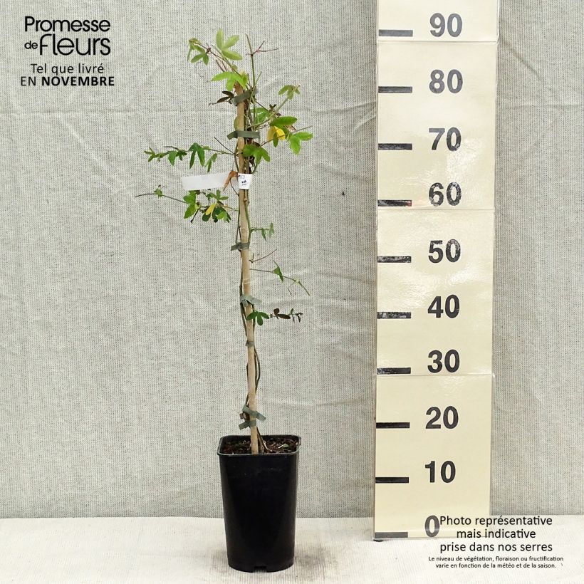 Passiflora Violacea- Passion Flower 2L/3L pot sample as delivered in autumn