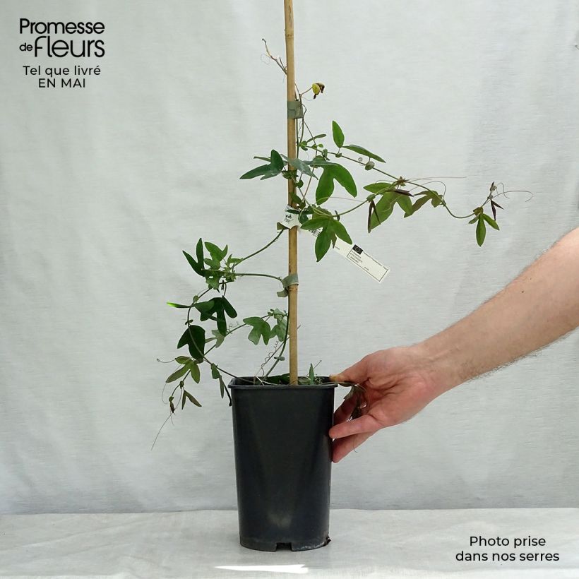 Passiflora Violacea- Passion Flower 2L/3L pot sample as delivered in spring