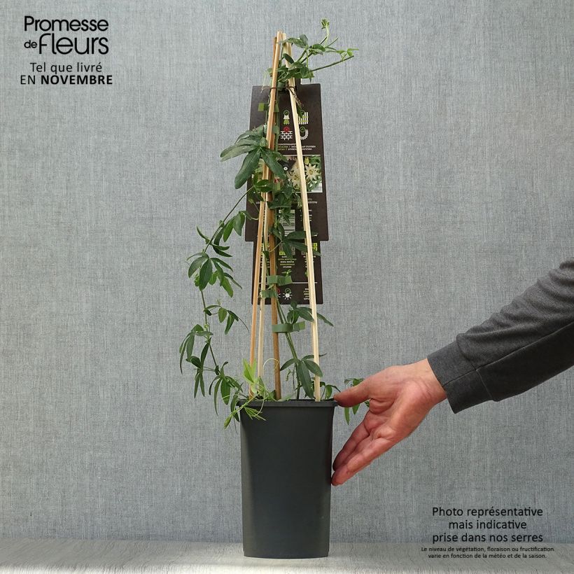 Passiflora caerulea Constance Elliot- Passion Flower 2L/3L pot sample as delivered in autumn