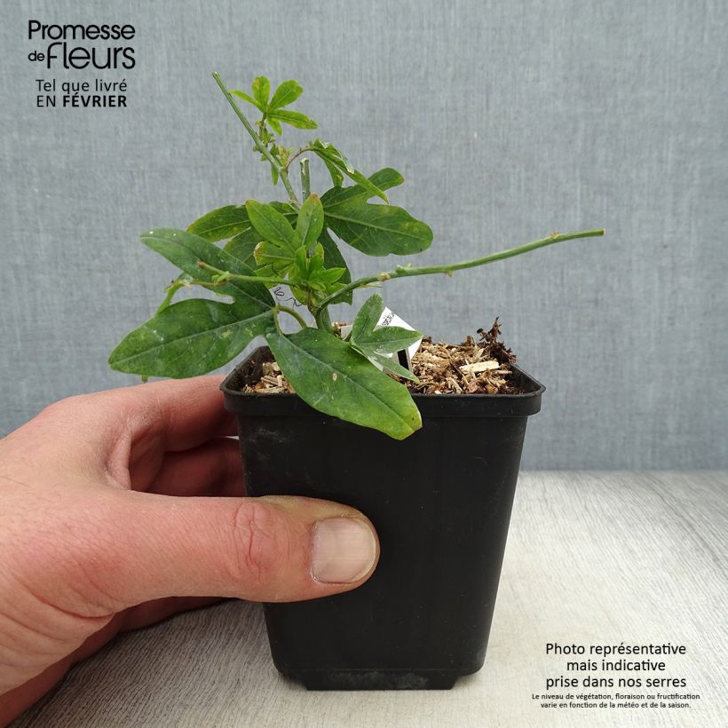 Passiflora caerulea- Passion Flower 8/9 cm pot sample as delivered in winter