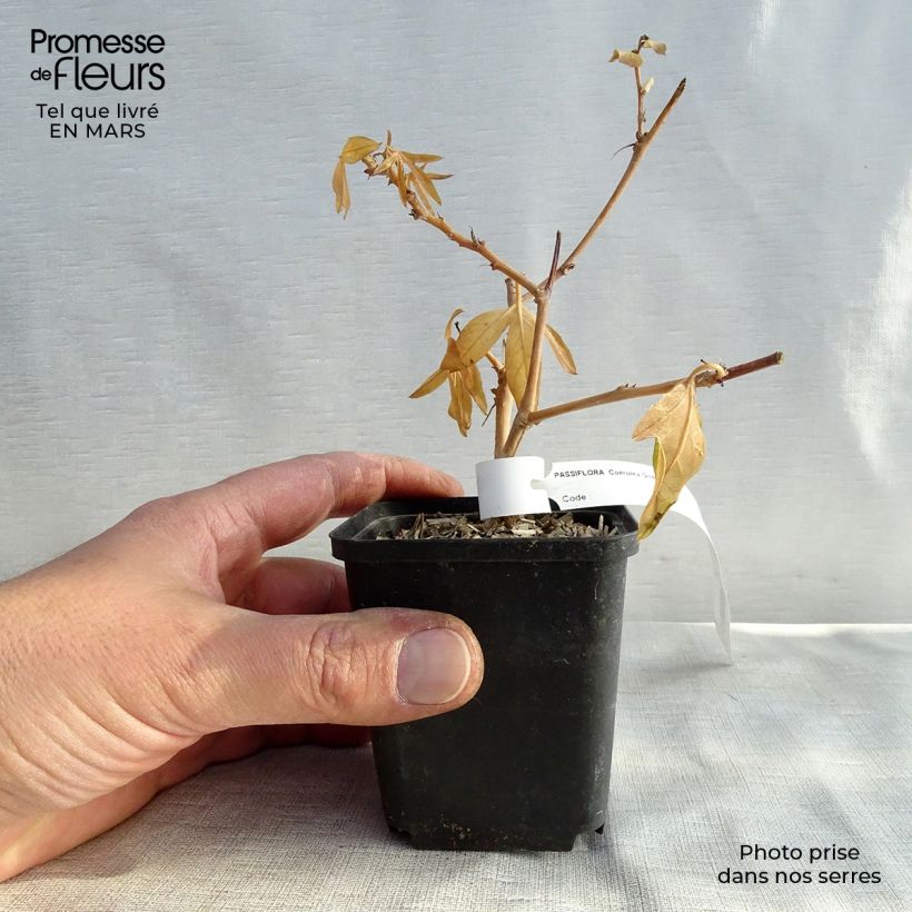 Passiflora caerulea- Passion Flower 8/9 cm pot sample as delivered in spring