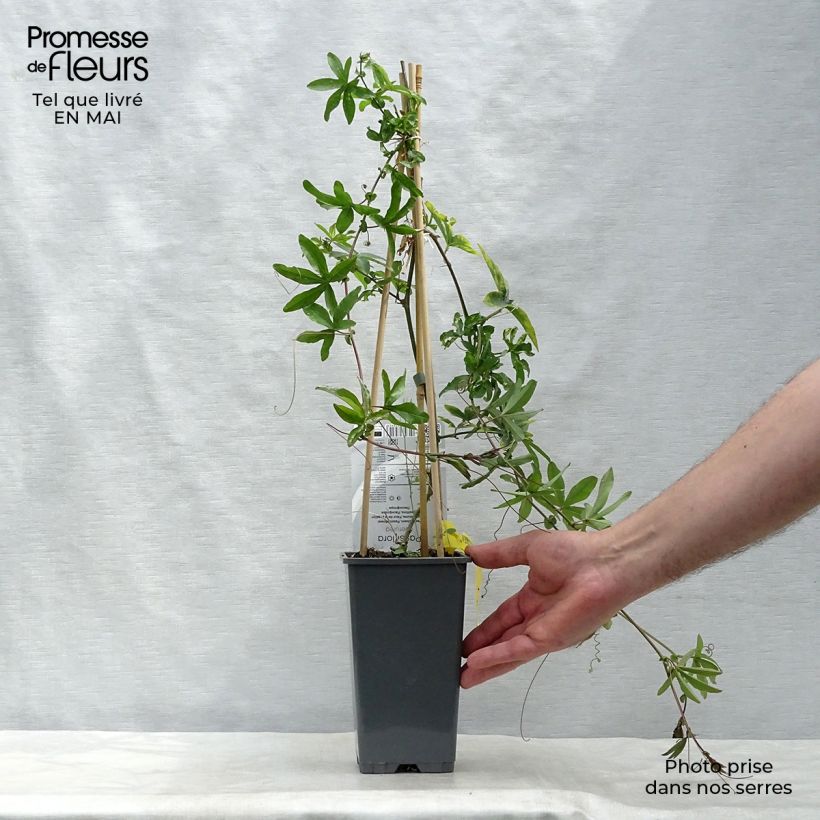 Passiflora caerulea- Passion Flower 2L/3L pot sample as delivered in spring