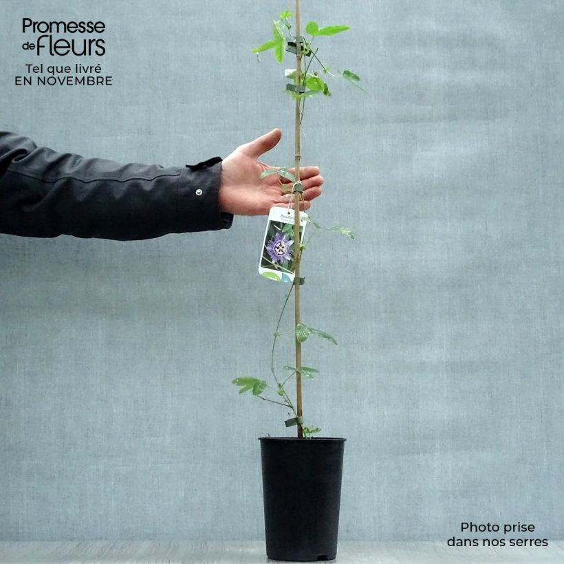 Passiflora caerulea Purple Haze- Passion Flower 2L/3L pot sample as delivered in autumn