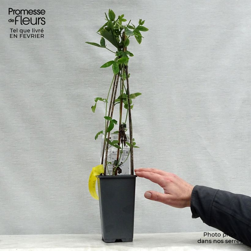 Passiflora caerulea Purple Haze- Passion Flower 2L/3L pot sample as delivered in winter