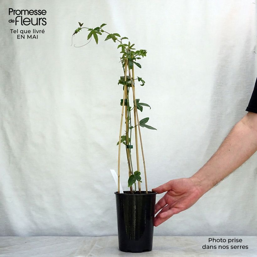 Passiflora caerulea Purple Haze- Passion Flower 2L/3L pot sample as delivered in spring