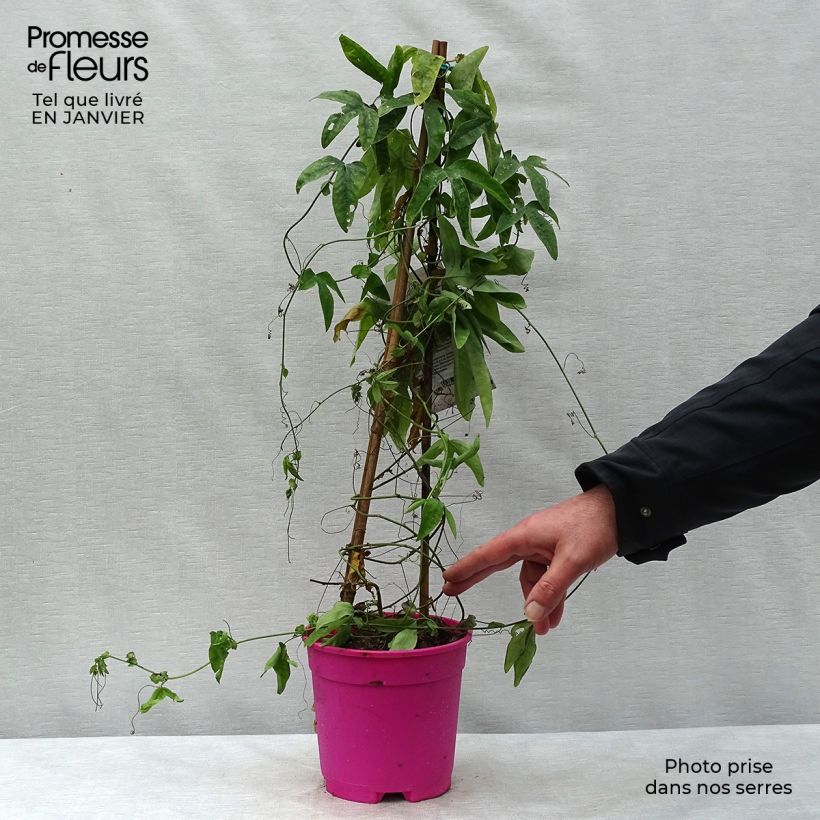 Passiflora caerulea x racemosa- Passion Flower 2L/3L pot sample as delivered in winter