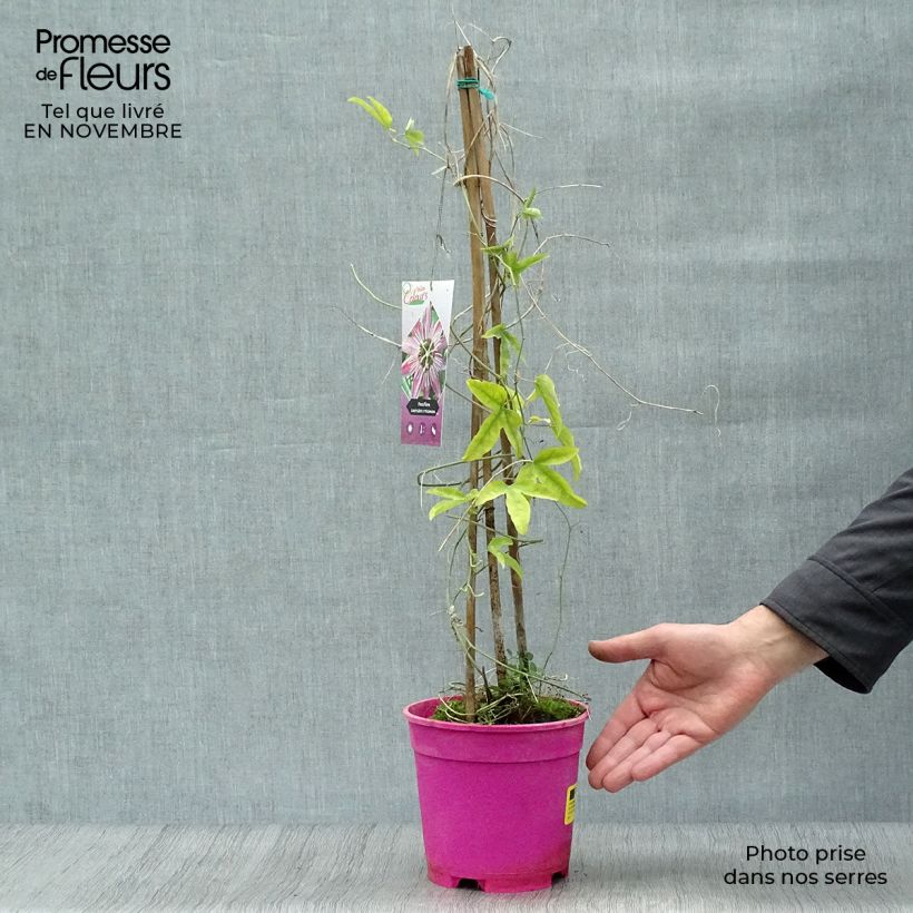 Passiflora caerulea x racemosa- Passion Flower 2L/3L pot sample as delivered in autumn
