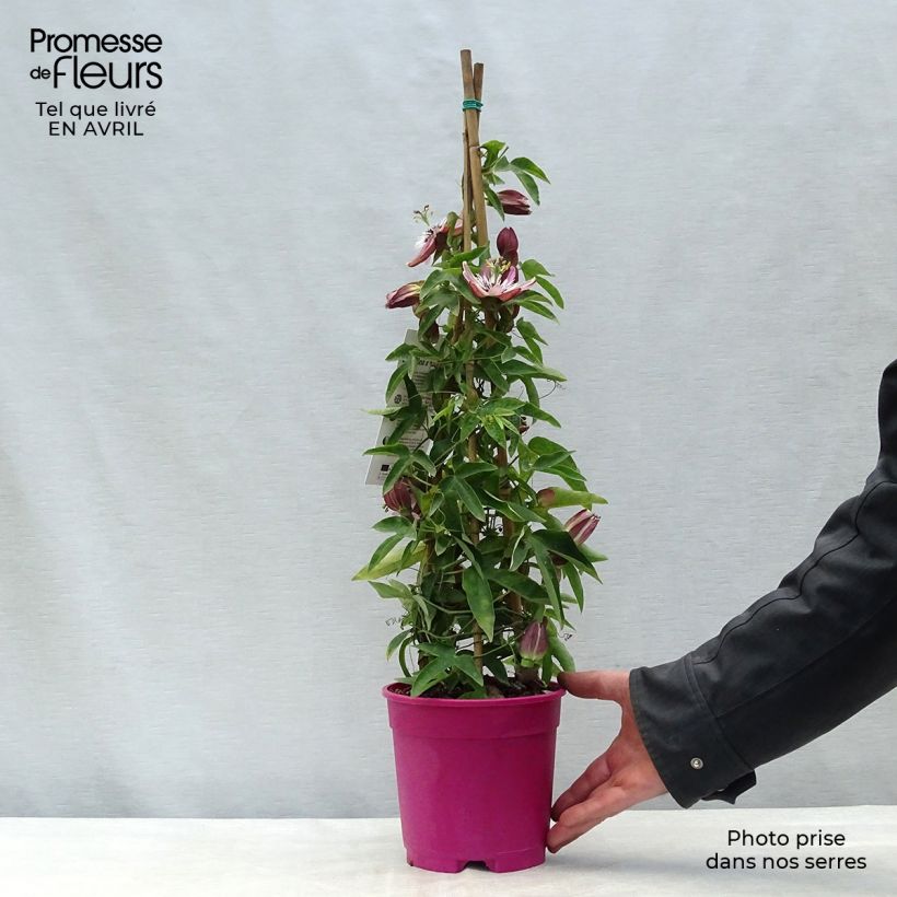 Passiflora caerulea x racemosa- Passion Flower 2L/3L pot sample as delivered in spring