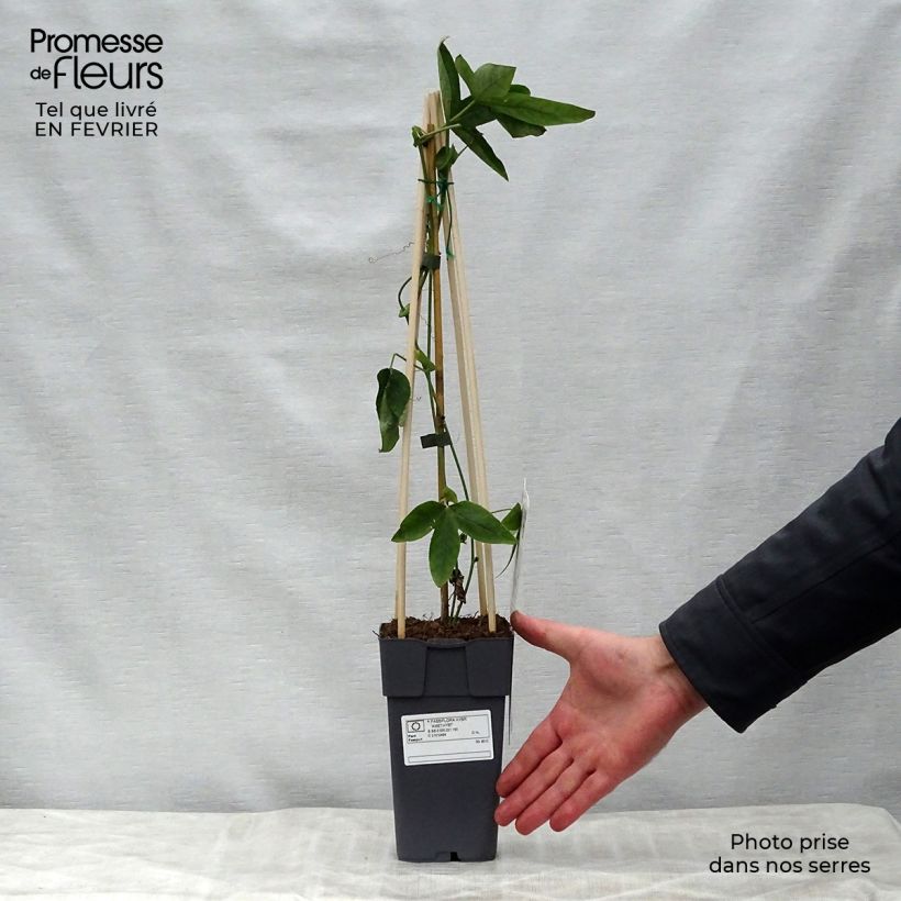 Passiflora Lavender Lady- Passion Flower 2L/3L pot sample as delivered in winter