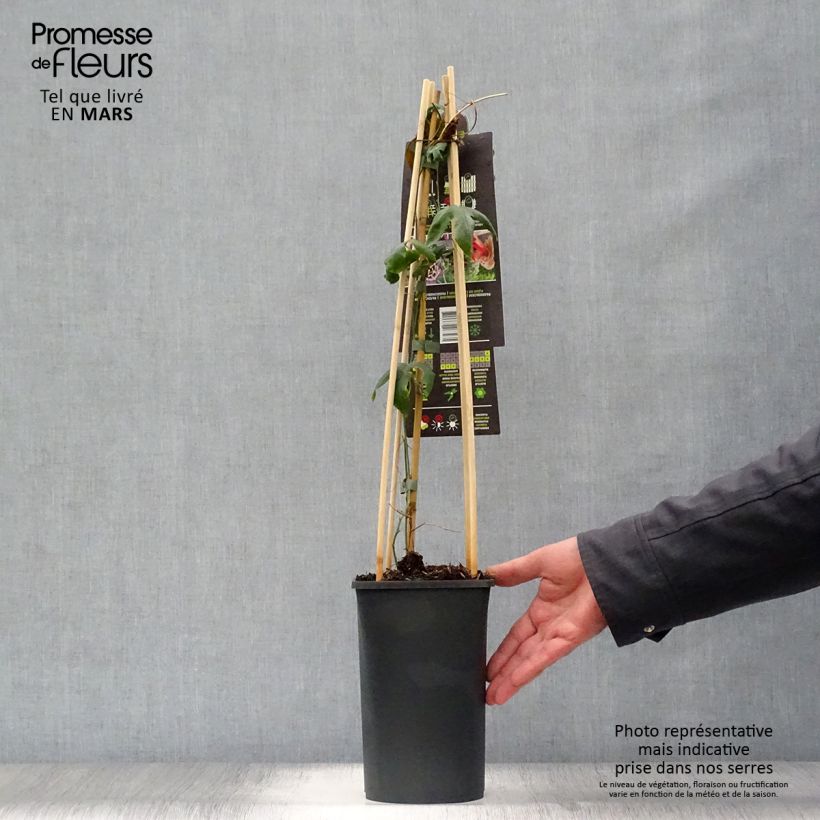 Passiflora Lavender Lady- Passion Flower 2L/3L pot sample as delivered in spring