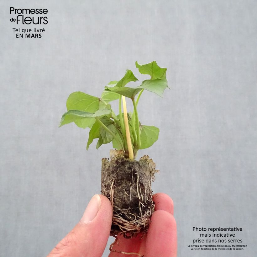 Sweet Potato Beauregard Plants - Ipomoea batatas Plug plant 3/4cm sample as delivered in spring