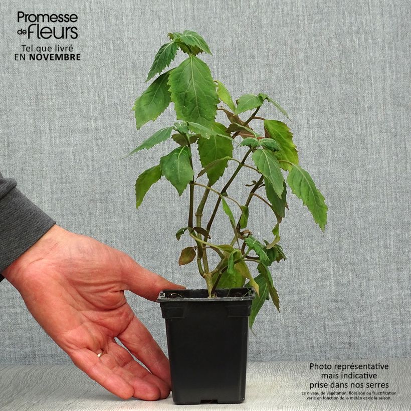 Patchouli - Pogostemon cablin 8/9 cm pot sample as delivered in autumn