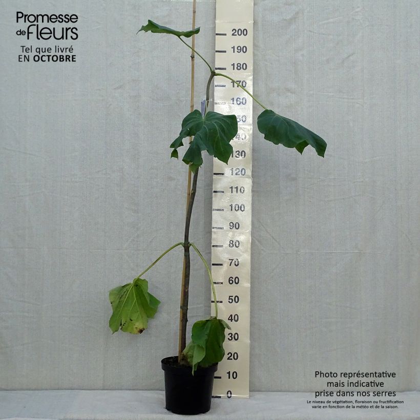 Paulownia fortunei Fast Blue Minfast - Foxglove Tree 7.5L/10L pot sample as delivered in autumn