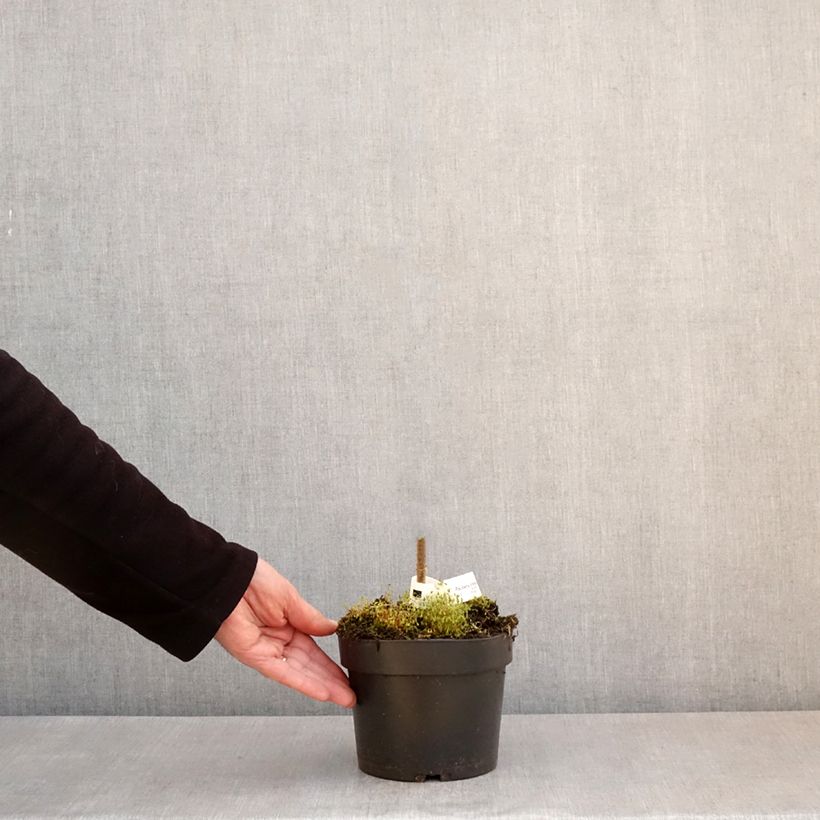 Paulownia tomentosa - Foxglove Tree 2L/3L pot sample as delivered in spring