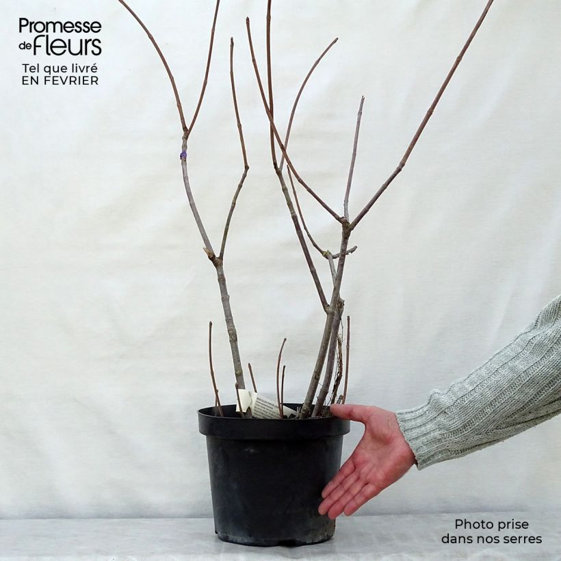 Aesculus parviflora 2L/3L pot sample as delivered in winter