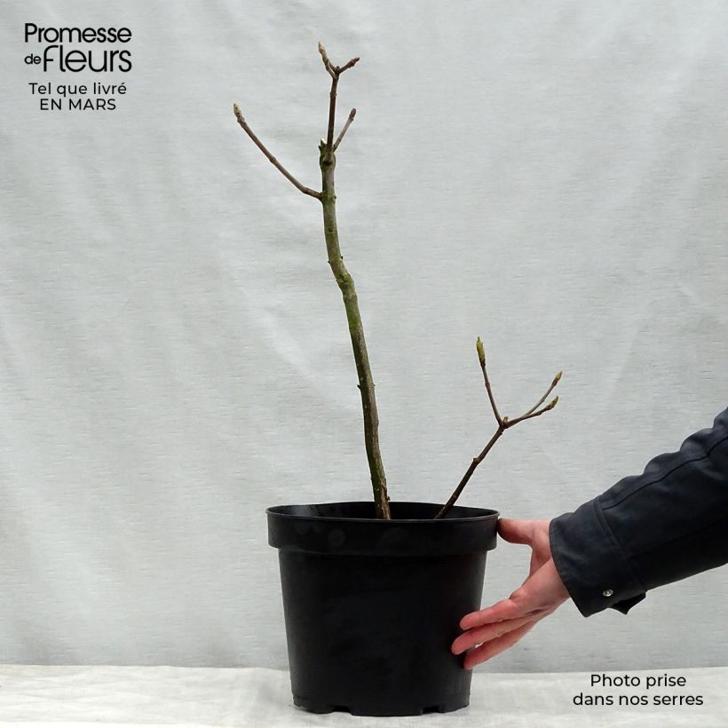 Aesculus parviflora 7.5L/10L pot sample as delivered in spring