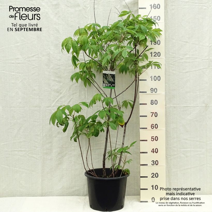 Aesculus parviflora 7.5L/10L pot sample as delivered in autumn