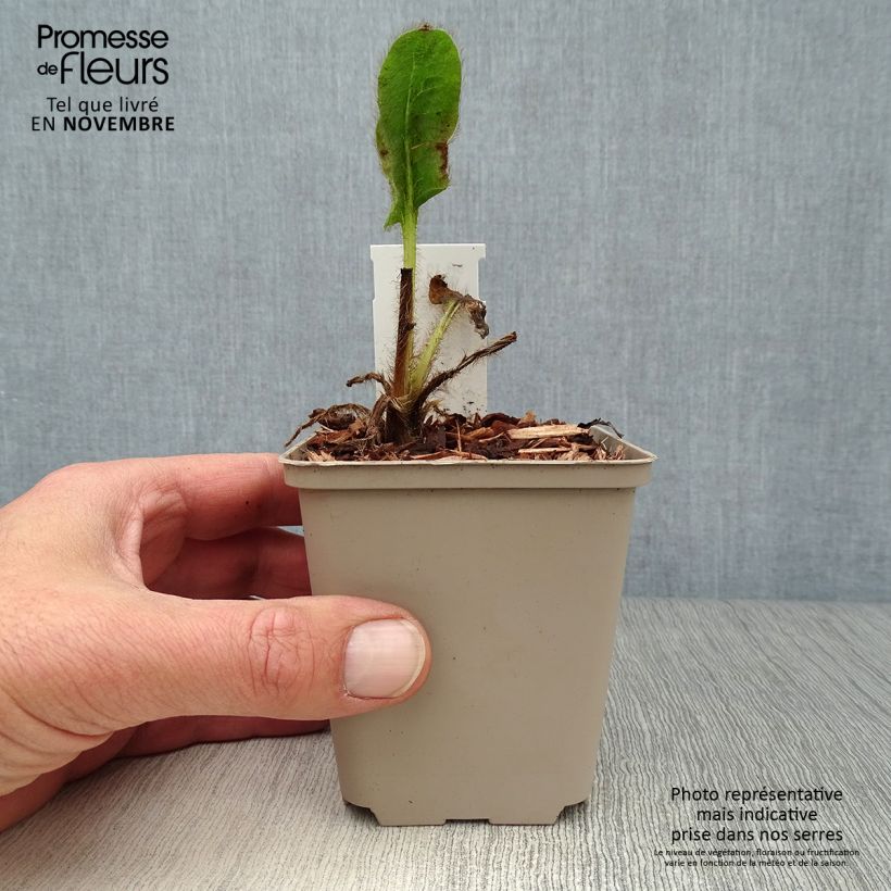 Meconopsis betonicifolia - Blue Poppy 8/9 cm pot sample as delivered in autumn