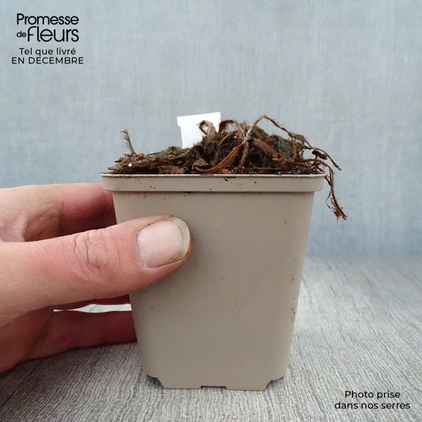 Meconopsis betonicifolia - Blue Poppy 8/9 cm pot sample as delivered in winter